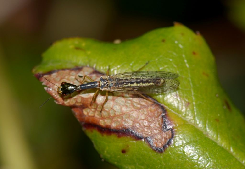 Xanthostigma corsicum (Raphidiidae)